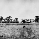 Richmond Street 1928, looking from where CBH now stands. Things of interest L-R – Sale yards, Avenue of Honor Trees with their white picket fences, Gaby's Butcher, Richardson's Store, Town Hall, White Building is Meyn's Bakery, unknown building, and railway sleepers next to the Nyabing Goods Shed. Home