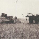 Harvesting the crop at Nampup Nampup
