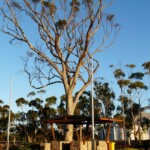 Salmon Gum in Town Home